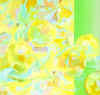 more tangerines nov 05 007 3 inch.jpg (40439 bytes)